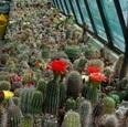 Giardino botanico di Debrecen